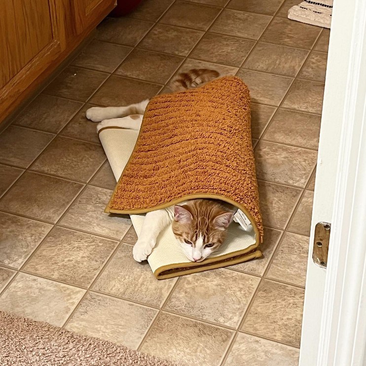 Nothing To See Here! Not-So-Stealthy Cat Loves "Hiding" Under All Sorts ...