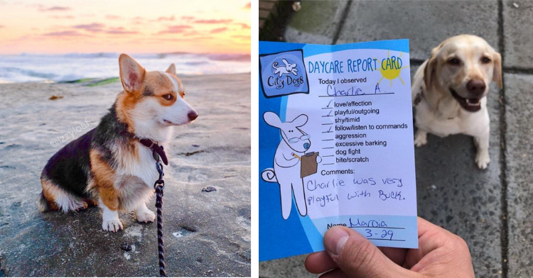 a two-photo collage. corgi giving the camera side eye while sitting on the beach. on the right, dog showing off his good grades from doggy daycare report card.