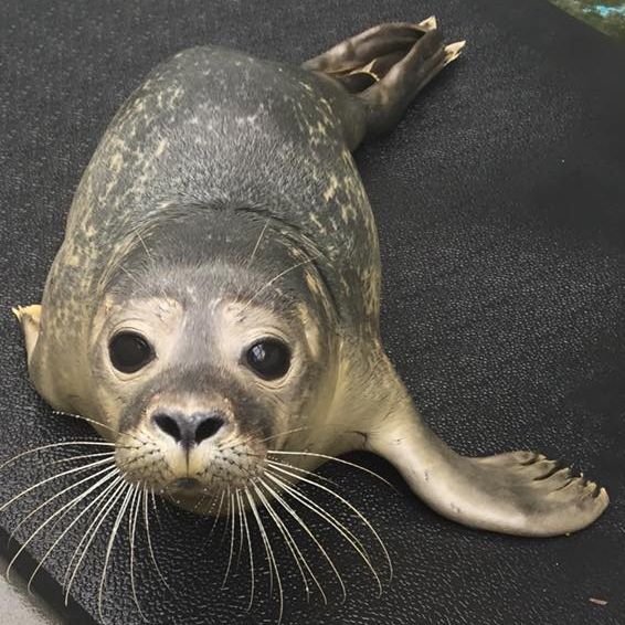 a seal at the RSPCA Mallydams Wood Wildlife Rehabilitation Center laying down as it looks up at the camera.