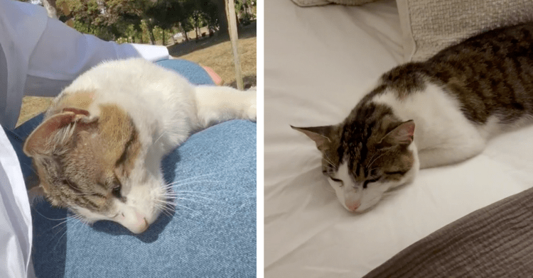 a two-photo collage. on the left there is a picture of a brown and white cat laying on a woman's lap. on the right there is a picture of that same cat laying on a bed.