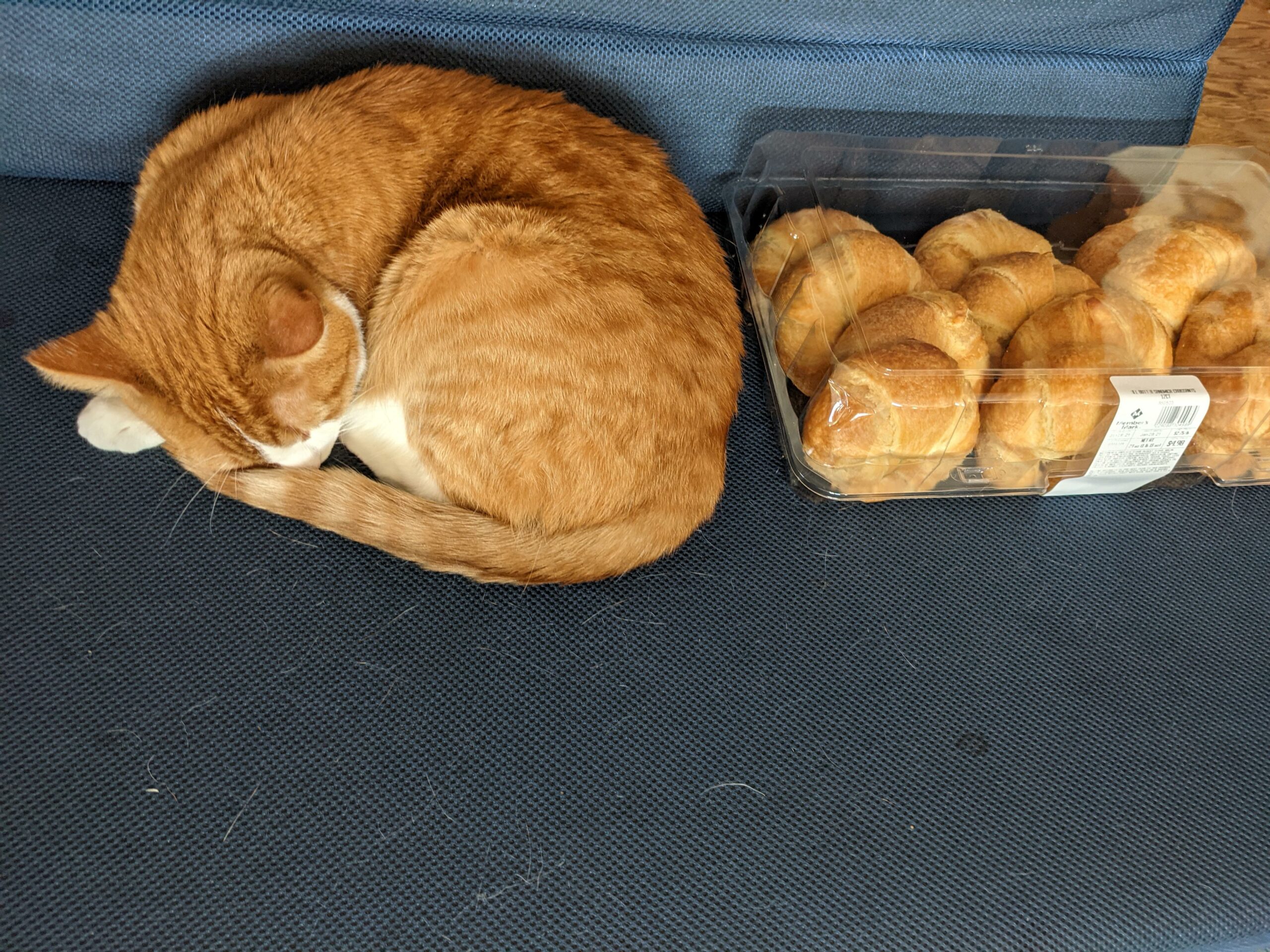 orange cat curled up next to orange croissants that look like 6 orange kittens