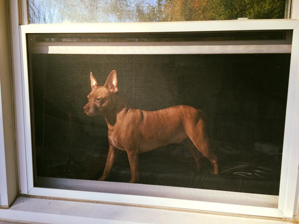 dog standing in window behind a screen resembling an oil painting