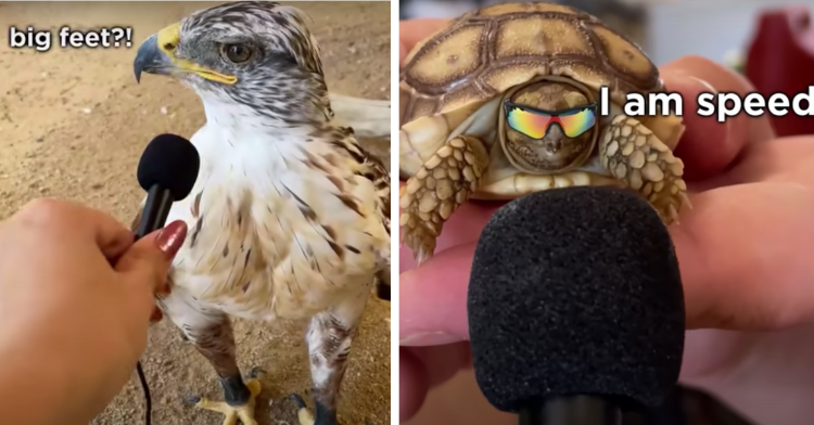 a two-photo collage. on the left there is a picture of a hawk being "interviewed" and text above that says "big feet?" on the right there is a picture of a hand holding a turtle that is wearing sunglasses while being interviewed and the text above that says "i am speed."