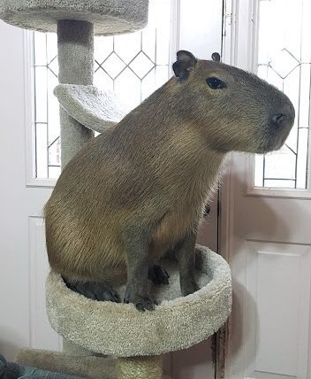 capybara sitting in a cat tree