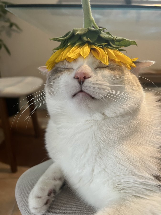 cat with sunflower on his head