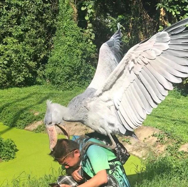 giant bird biting a man's head as he cringes away