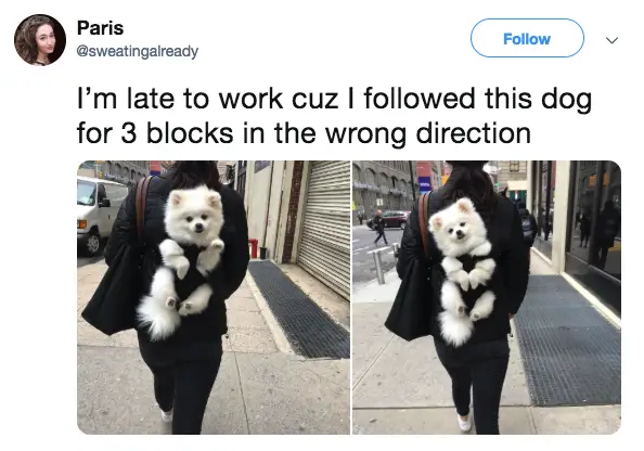 man wearing a backpack with a fluffy white dog inside with the tweet 