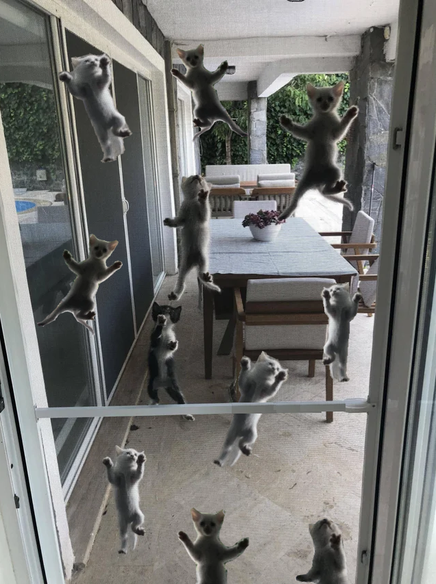 kittens climbing up a screen door