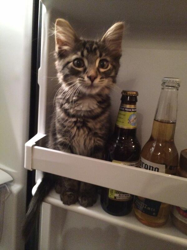 a kitten inside the fridge door