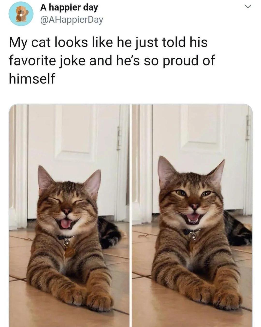 smiling cat who looks like he just told a joke captioned 