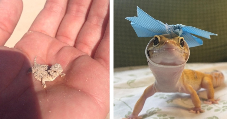 teeny tiny lizard in palm of hand, lizard with blue ribbon around his neck