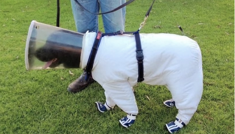 dog dressed in beekeeper outfit