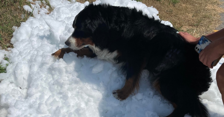 Brooke the Bernese Mtn Dog lying in a man made snow pile before her death.