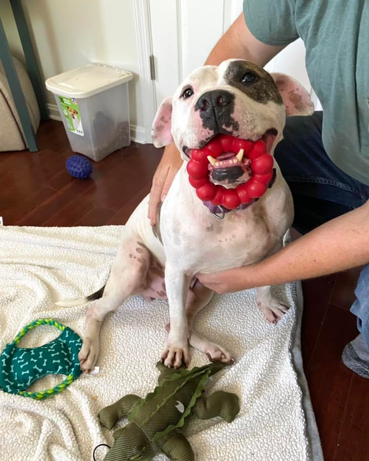 Damon the shelter dog smiling with a toy in his mouth. He's sitting on the floor and someone has their arms around him.