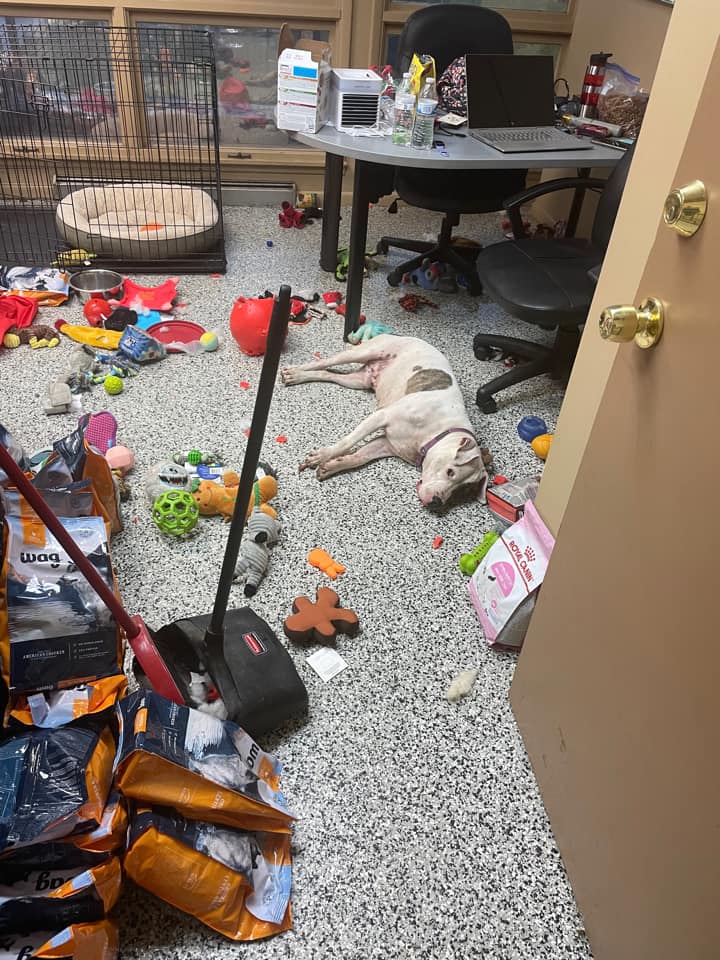 Damon the foster dog lying down amidst toys he destroyed in shelter office.
