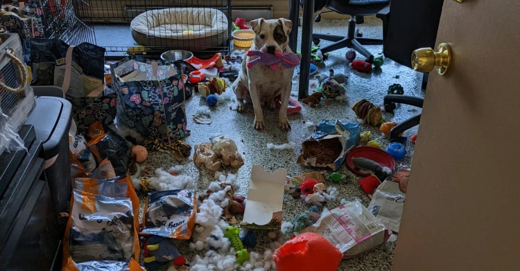 shelter dog surrounded by torn up and chewed toys he destroyed while alone