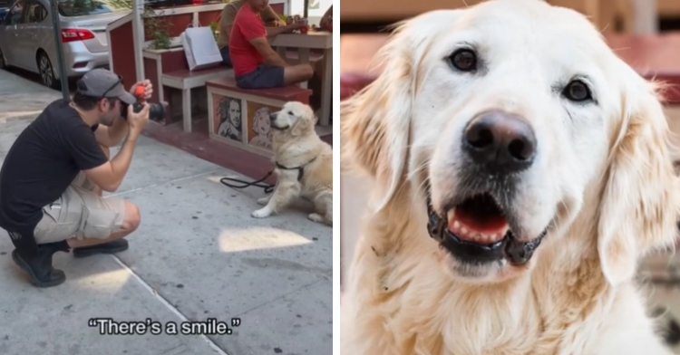 The Dogist photographs a golden retriever in NYC