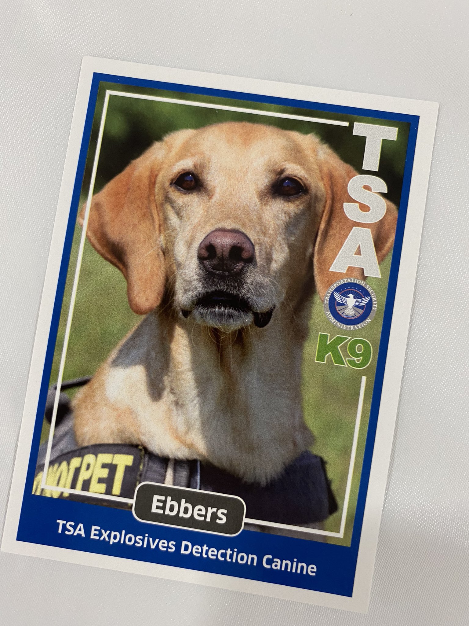Eebers the TSA dog.