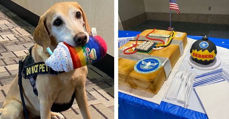 Eebers the TSA dog retires with bomb-shaped cake.