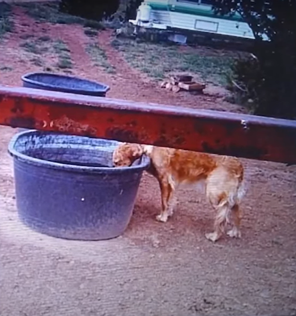 lost dog Farah drinks from a water trough.