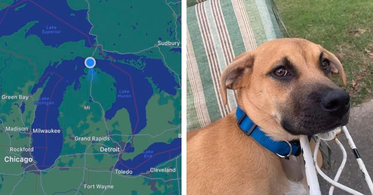 Izzy the dog lost in Upper peninsula MI
