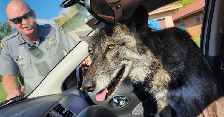 Nova the wolf hybrid dog sits in police cruiser as cop smiles behind her.