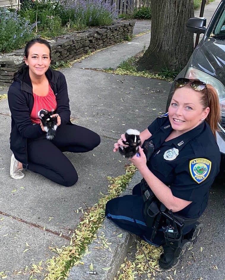 Officer Caitlin Russell of Cambridge PD holds orphaned baby skunks.