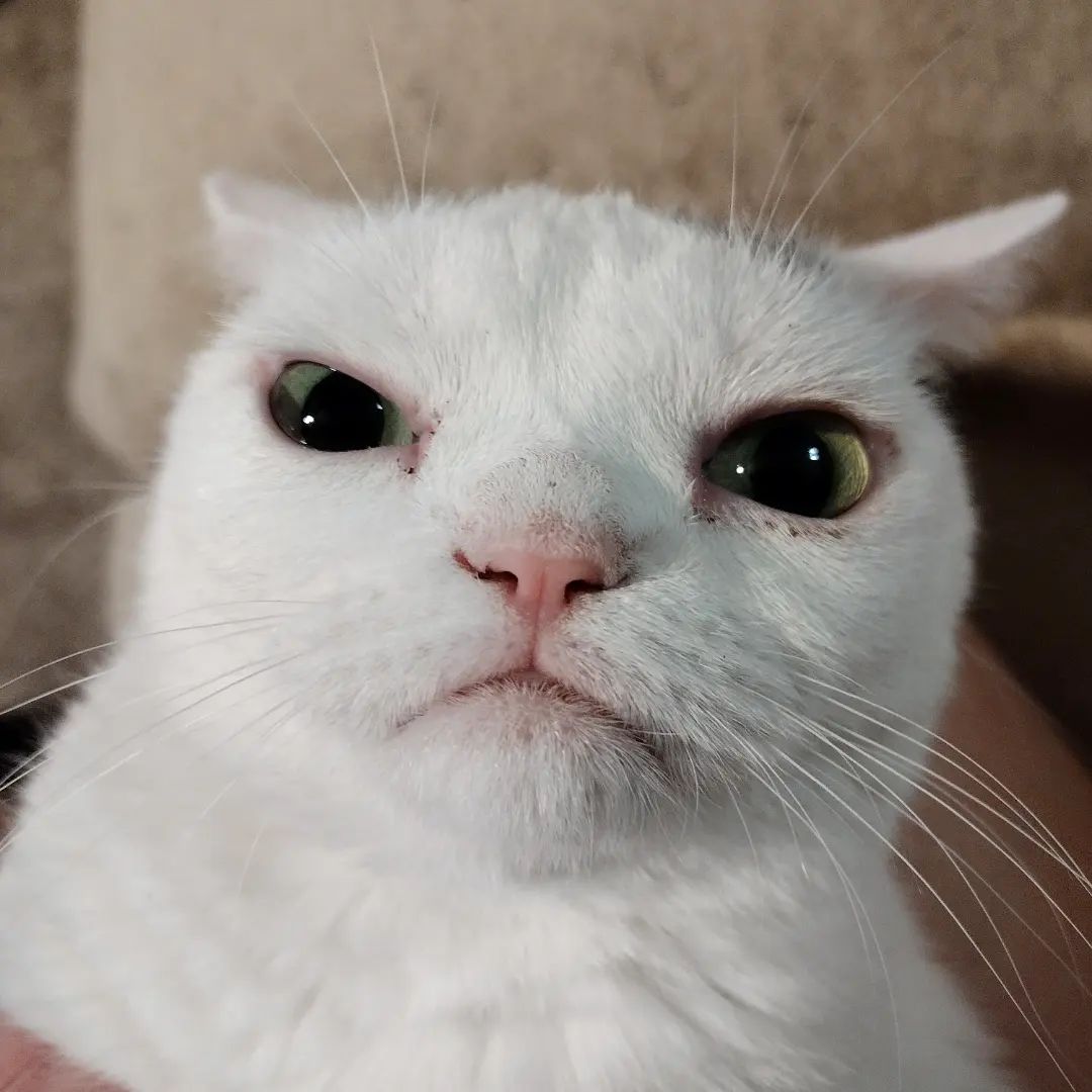 Cat with permanent scowl on her face becomes new 'Grumpy Cat