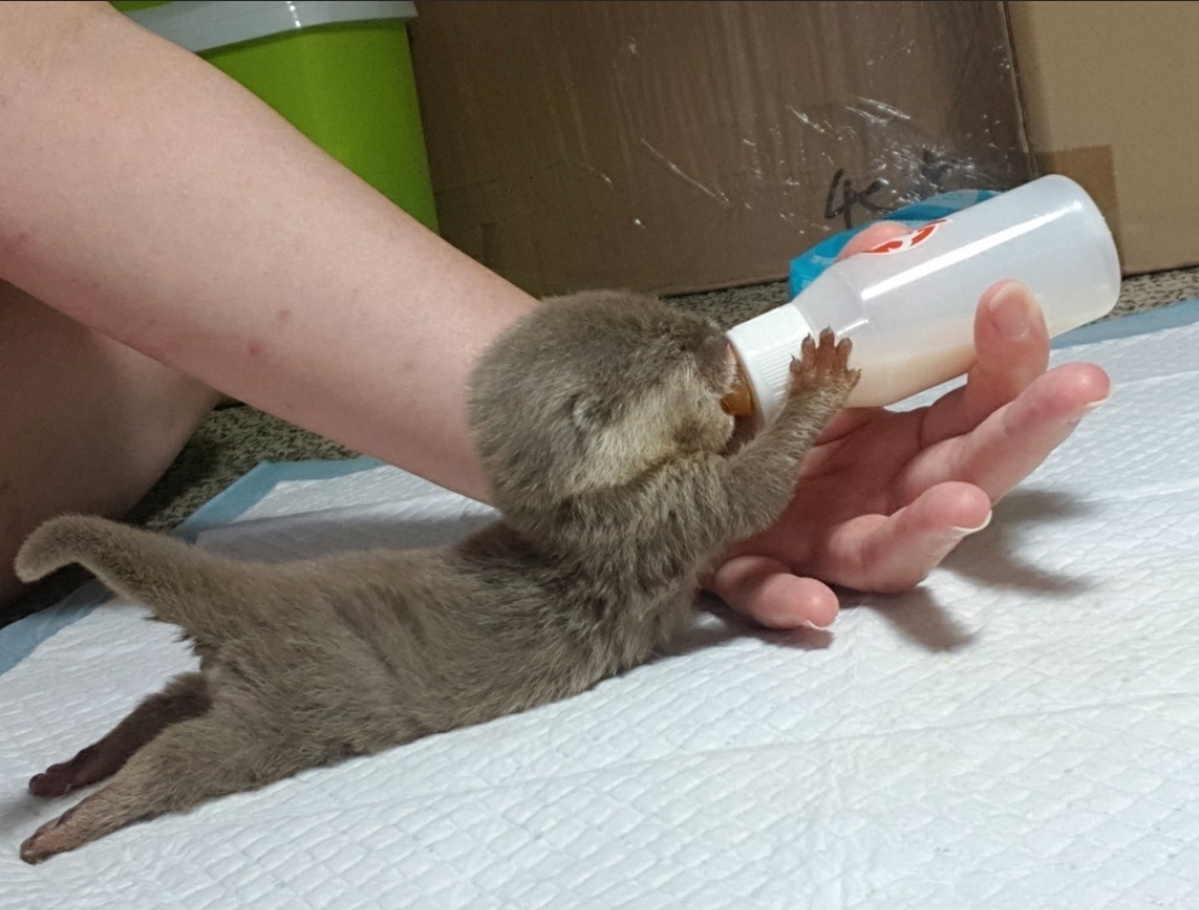 baby otter stretched out drinking milk from a bottle