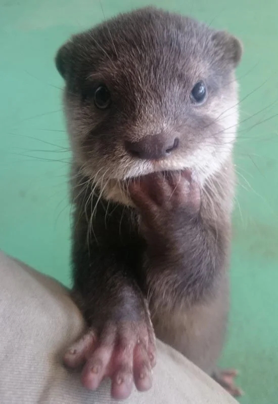 baby otter holding one paw against his mouth