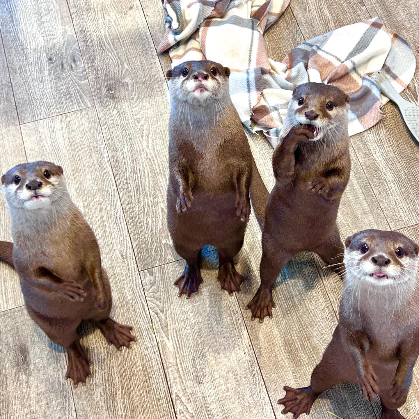 4 otters standing on hind legs watching camera