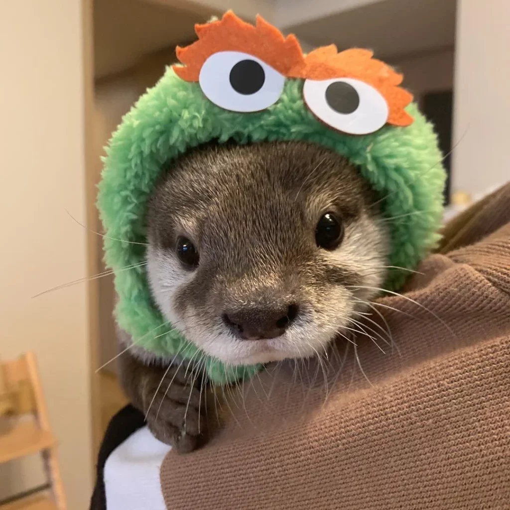 baby otter wearing an Oscar the Grouch hat
