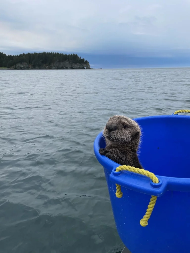 baby otter sitting inside blue plastic tub near water