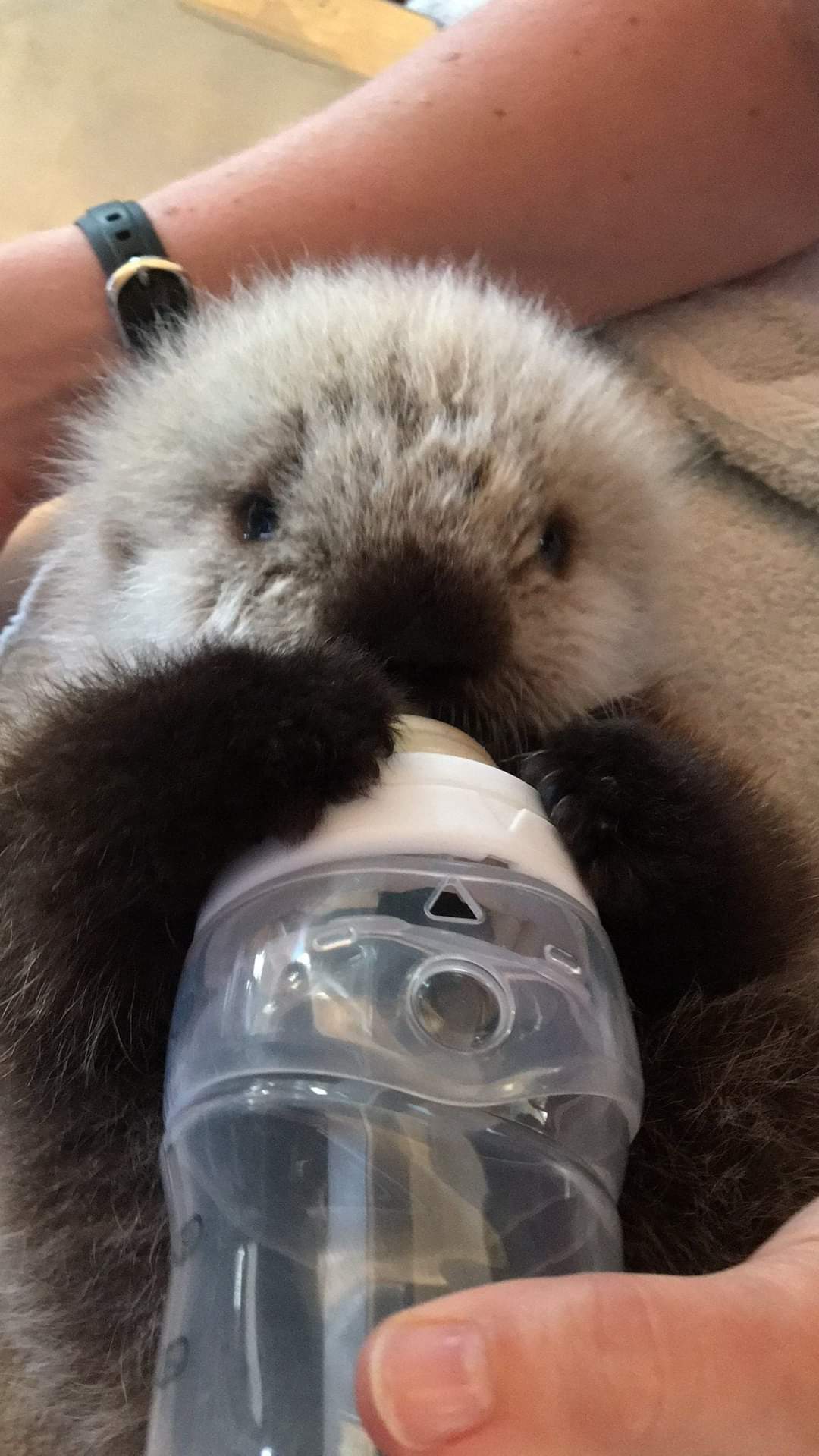 fuzzy baby otter drinking milk from a bottle