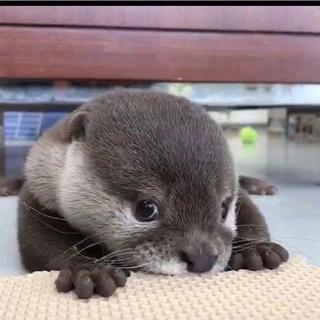 cute otter looking coy