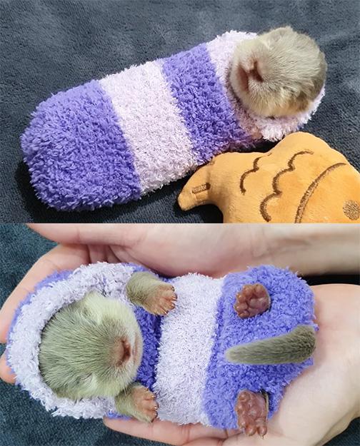 otter baby wearing a onesie made from a fuzzy sock