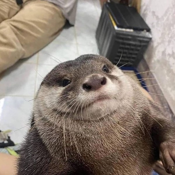 chunky looking otter