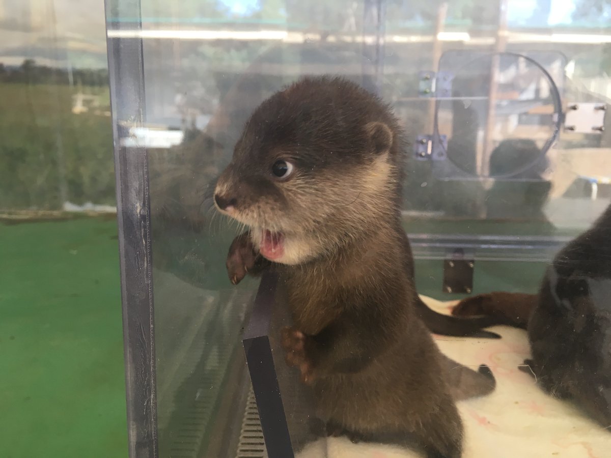 baby otter who looks shocked by something