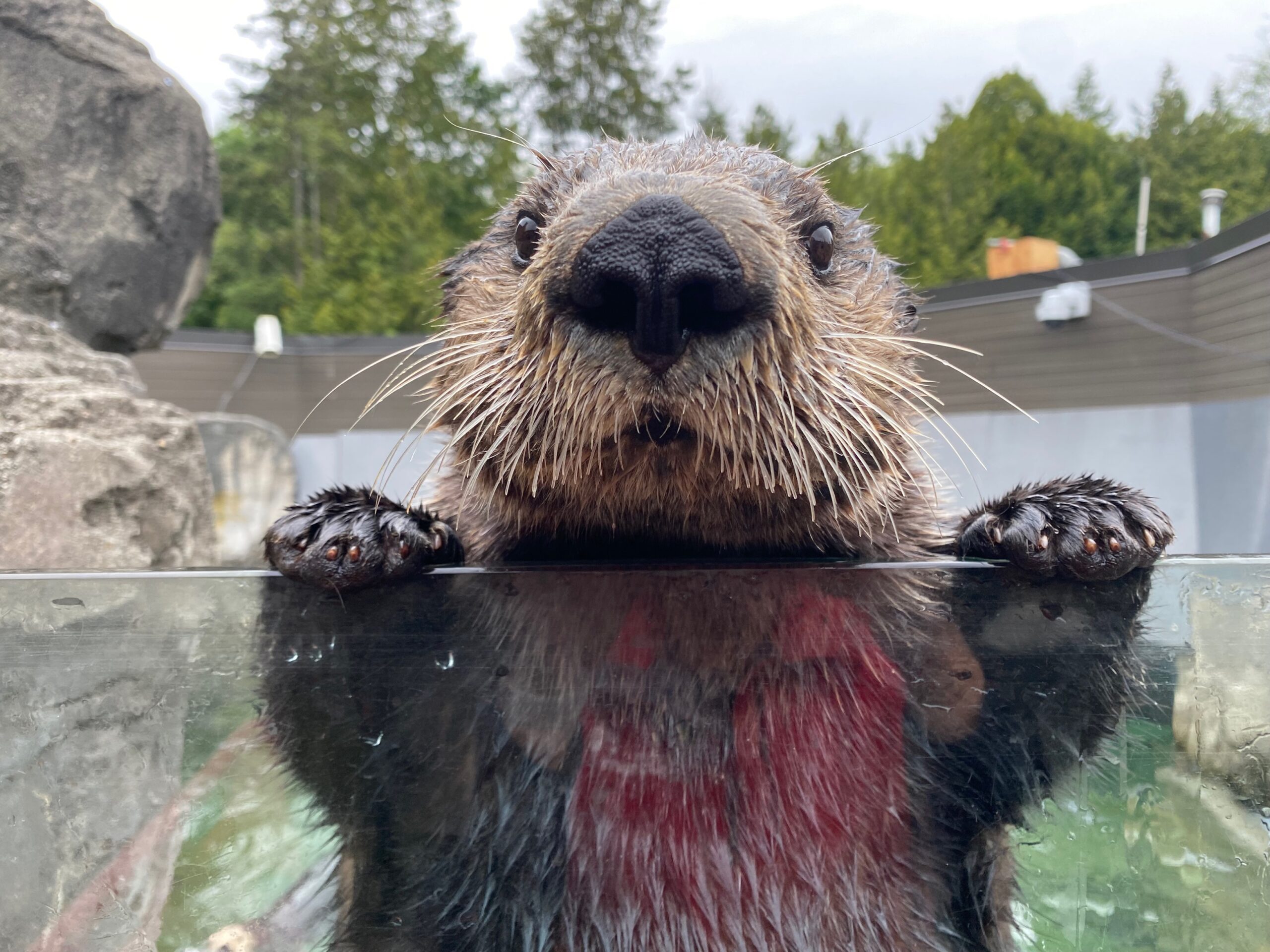 otter standing in water tank with his hands on glass.