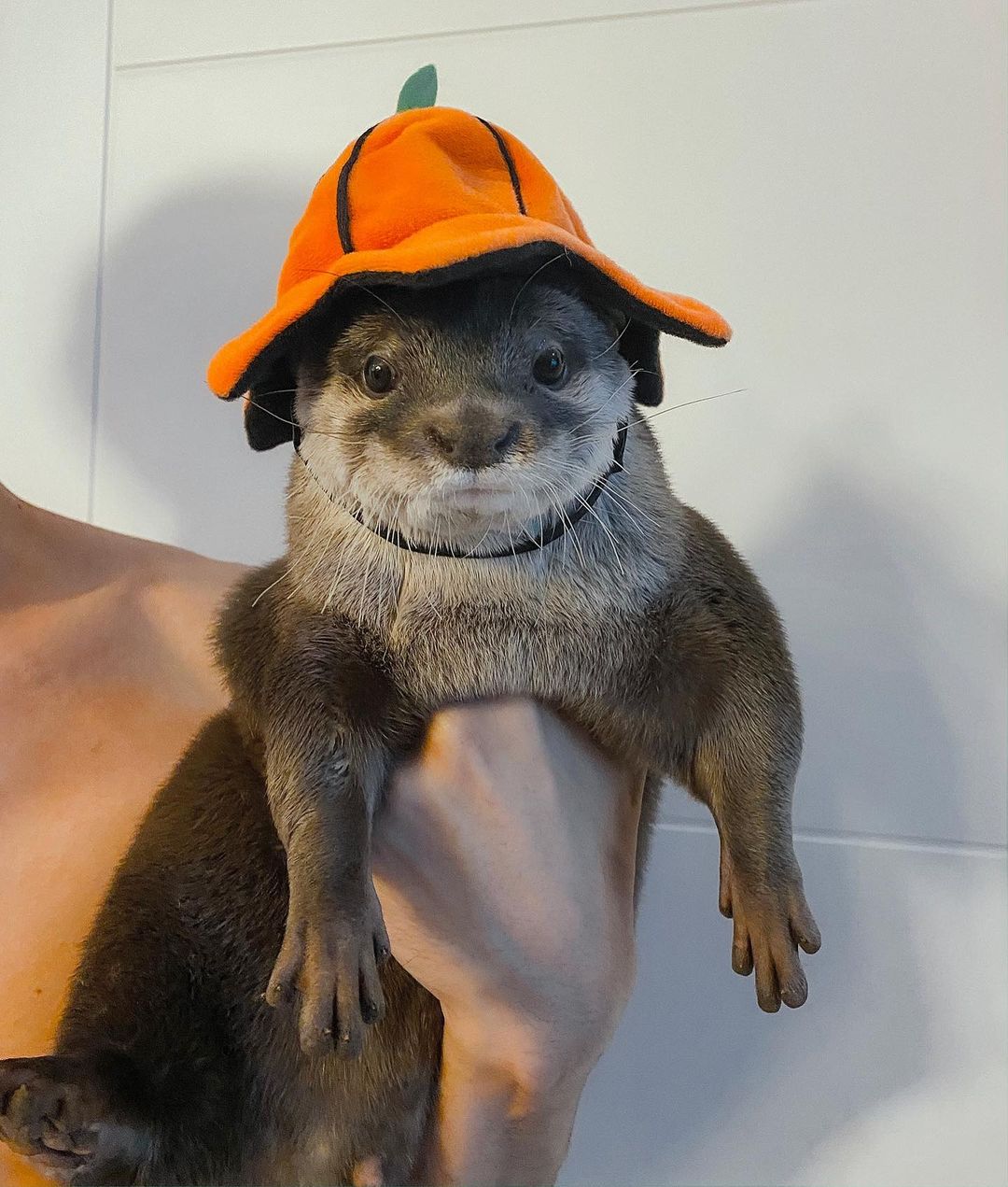 otter wearing an orange pumpkin hat
