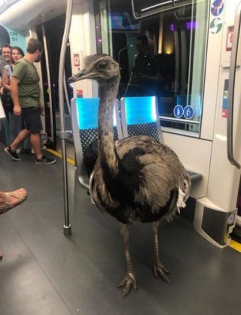 large emu or ostrich standing inside subway car.