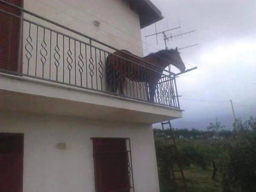 horse standing on apartment's second story balcony