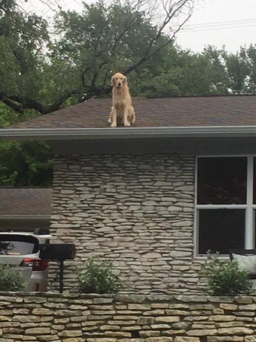 golden retriever sitting on a home's roof.