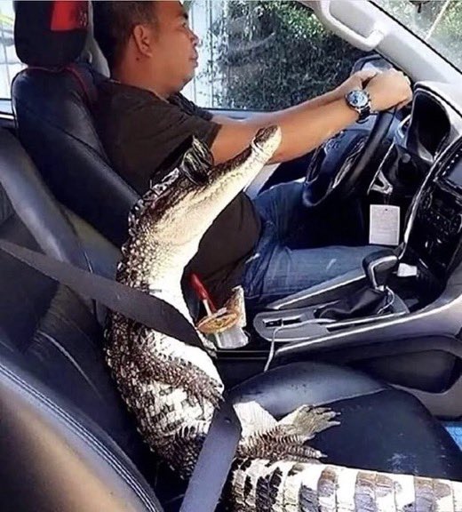 aligator wearing sunglasses and seatbelt sits in passenger seat of car. Human man is behind the wheel.