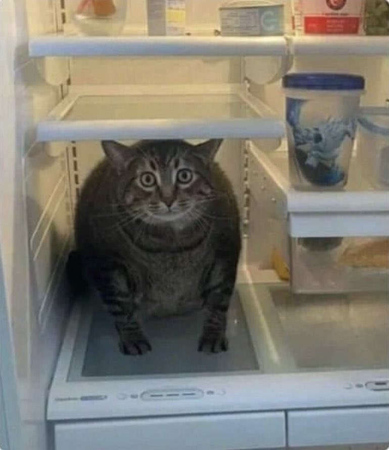 gray tabby cat sitting inside a refrigerator.