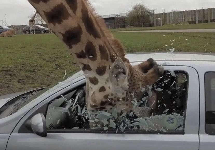 giraffe smashing car window with his head