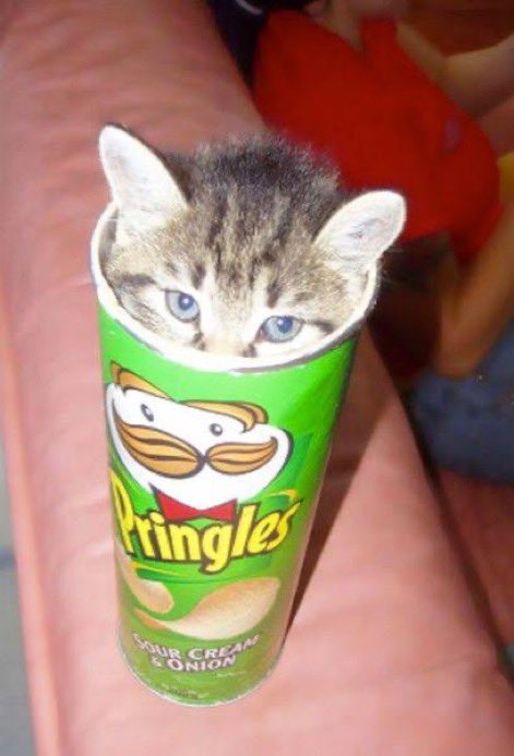 kitten sitting inside a can of Pringles chips with his head poking out the top.