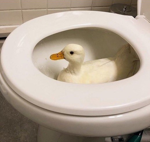 duck swimming in toilet bowl