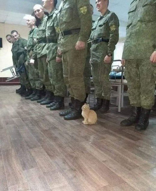 orange kitten standing in line of military men wearing camo gear.