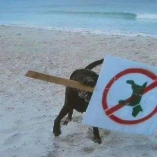 dog on beach holding a "no dogs allowed" sign in his mouth